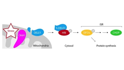 A pathway coordinated by DELE1 relays mitochondrial stress to the cytosol featured image
