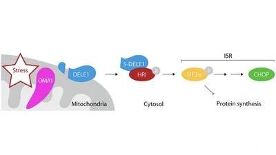 A pathway coordinated by DELE1 relays mitochondrial stress to the cytosol featured image