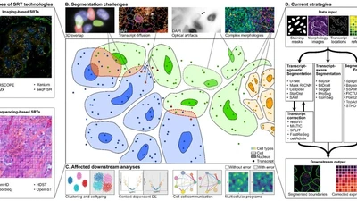 The Challenge of Cell Segmentation in Spatially Resolved Transcriptomics featured image